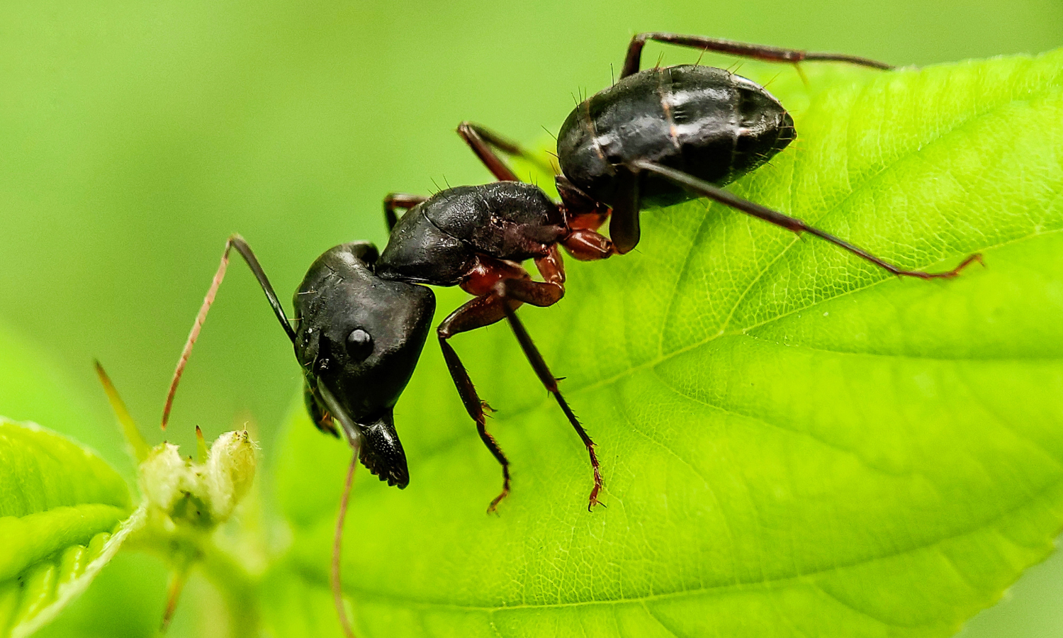 carpenter-ants