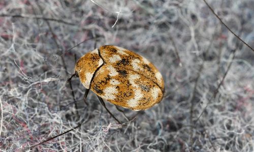 Carpet beetle