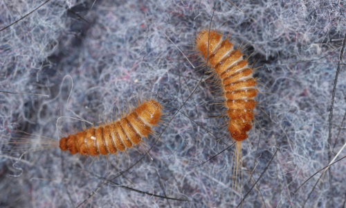 carpet-beetles-photos