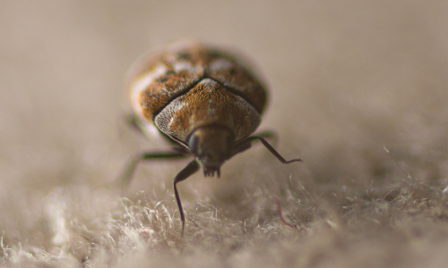 carpet-beetles-photos