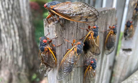 cicada-Broods-XIII-and-XIX