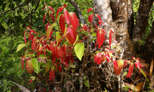 cinnamon-tree