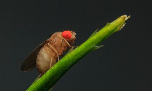 close-up-of-fruit-fly