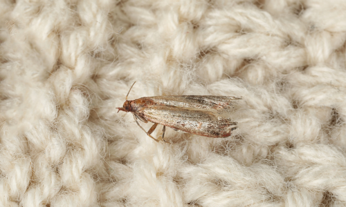 clothing-moth-photo