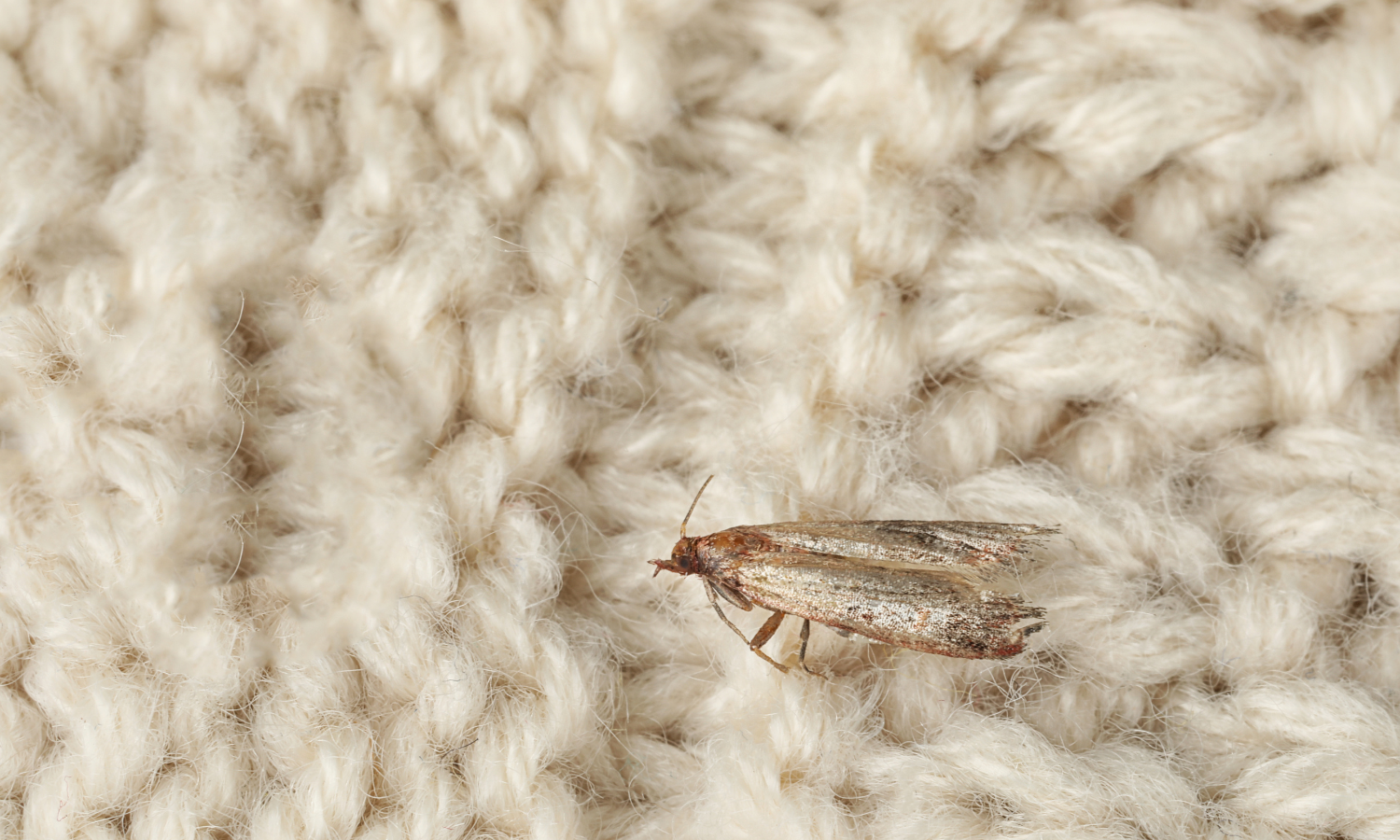 Clothing moth