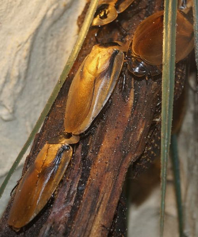 Cockroaches on bark