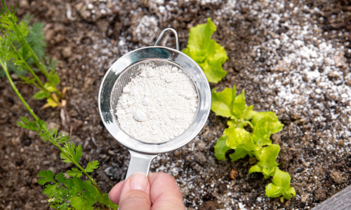 use-diatomaceous-earth-in-garden