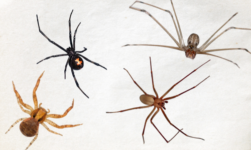 different-type-of-Spiders