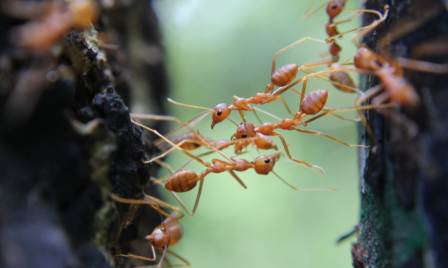 different-type-of-ants