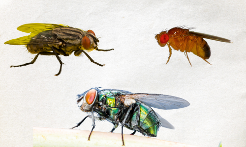different-type-of-flies