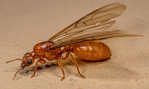 do-queen-ants-fly