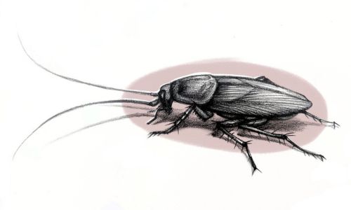 does-diatomaceous-earth-kill-cockroaches
