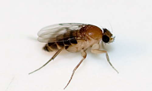 drain-flies-gnats