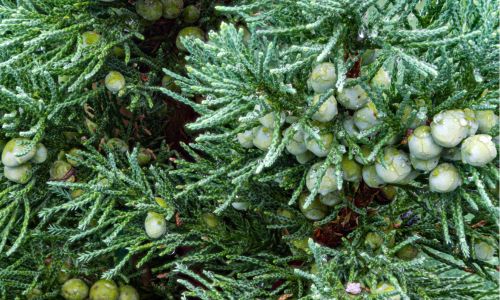 eastern-red-cedar-uses