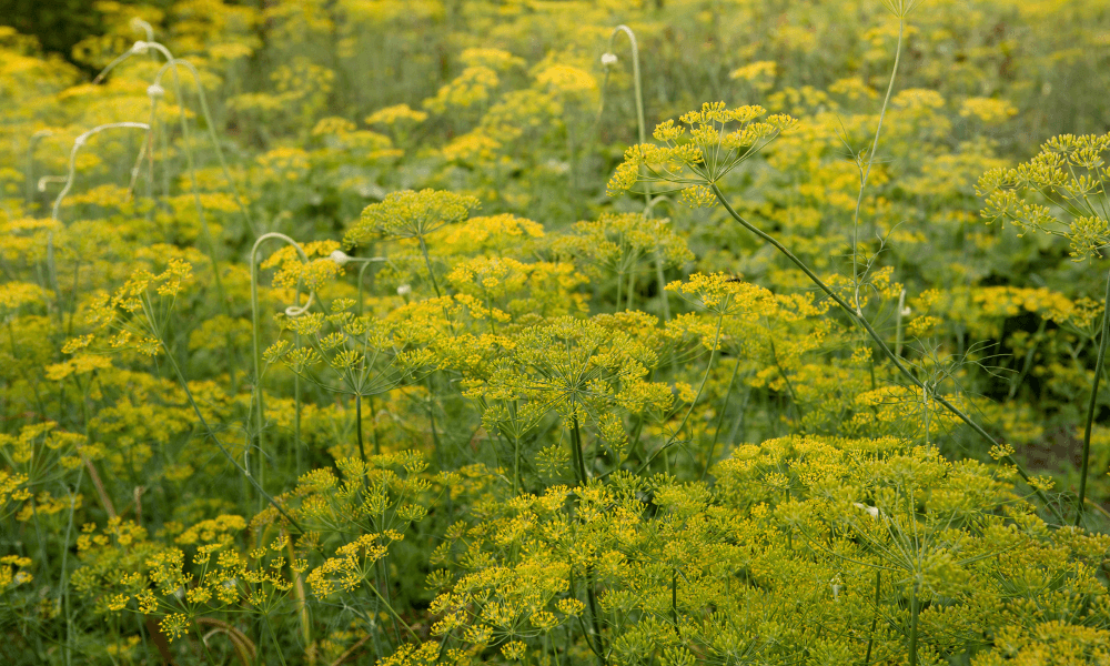 fennel-plant-photos