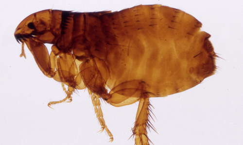 fleas-photos