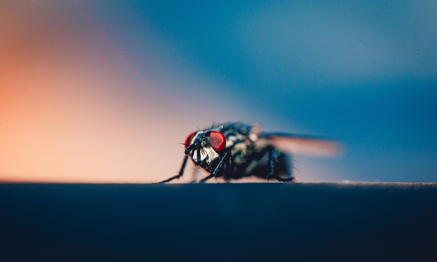 flies-photos