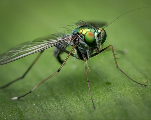 How to Get Rid of and Prevent Pantry Moths – Dr. Killigan's