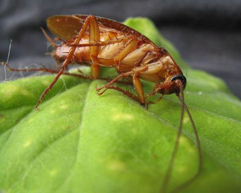 German cockroach