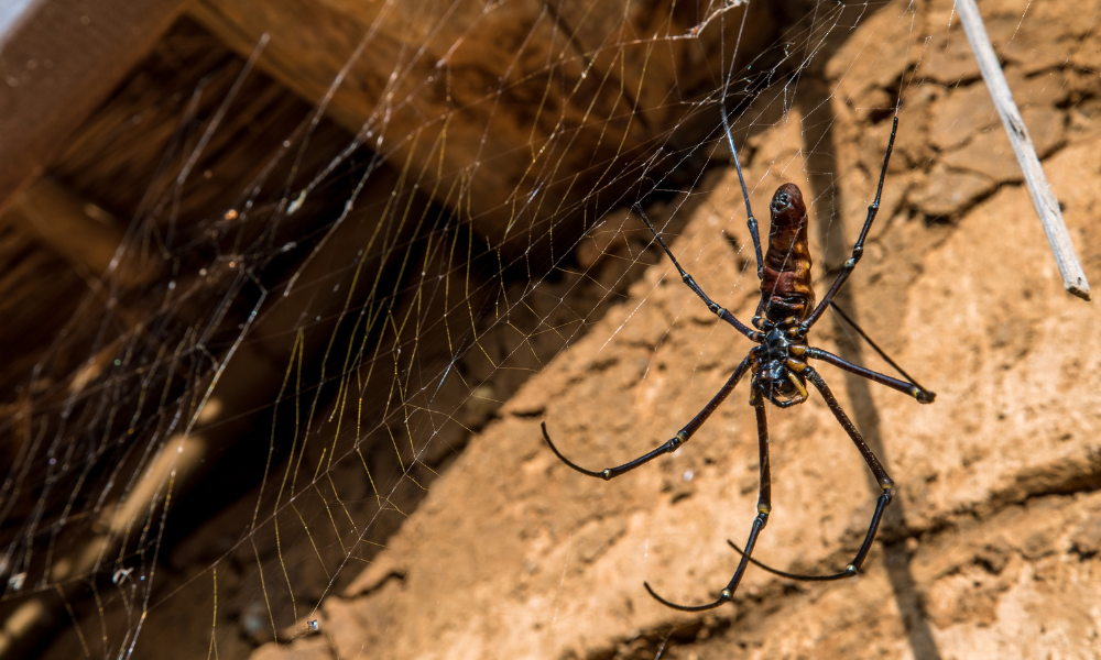 giant-house-spiders