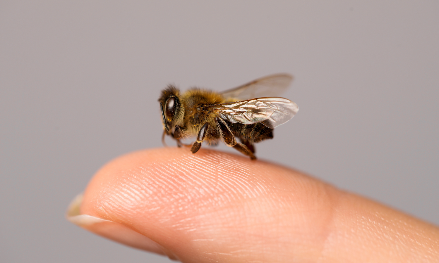 honeybee-sting