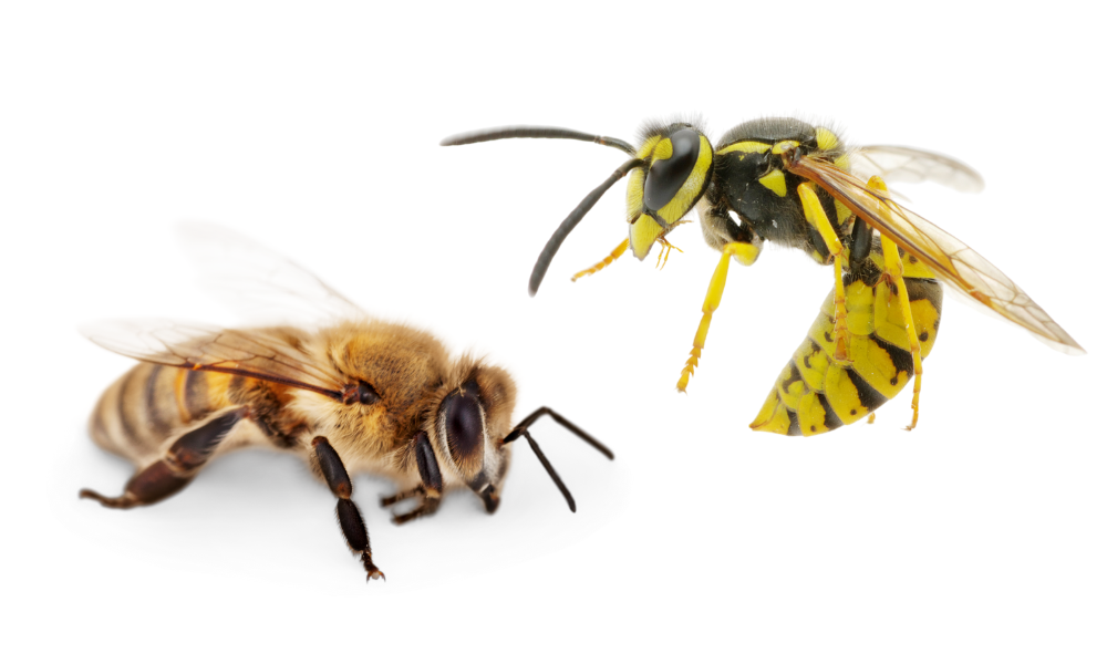 honeybee-vs-yellow-jacket