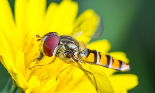 Hoverfly on flower