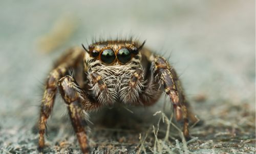 how-often-do-jumping-spiders-molt