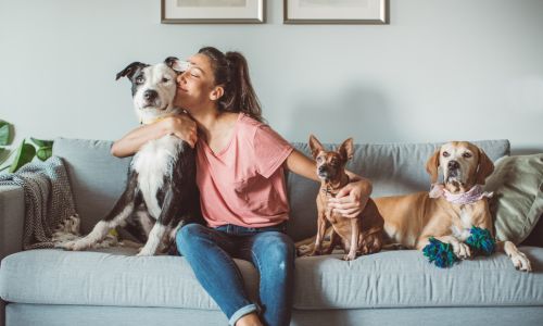 indoor-ant-killer-safe-for-pets