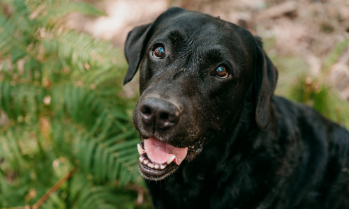 jack-the-black-labrador