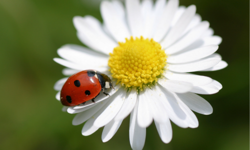 lady-bug-photos