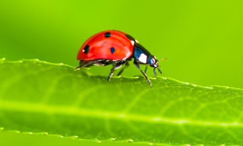 ladybugs-photos
