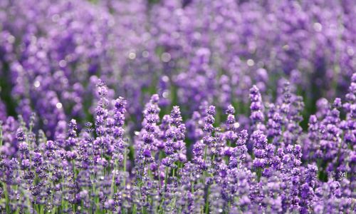 lavender-essential-oil-for-bug-bites