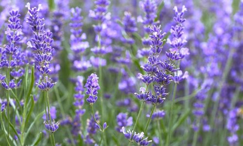 Lavender plant repels insects