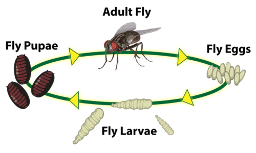 life-cycle-of-a-fly