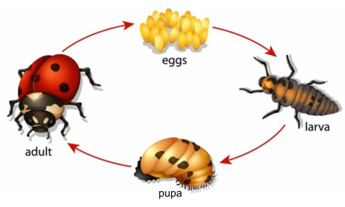 life-cycle-of-a-lady-bug