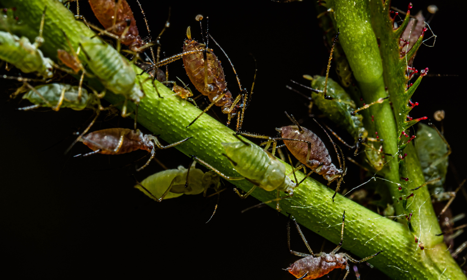 life-cycle-of-aphids