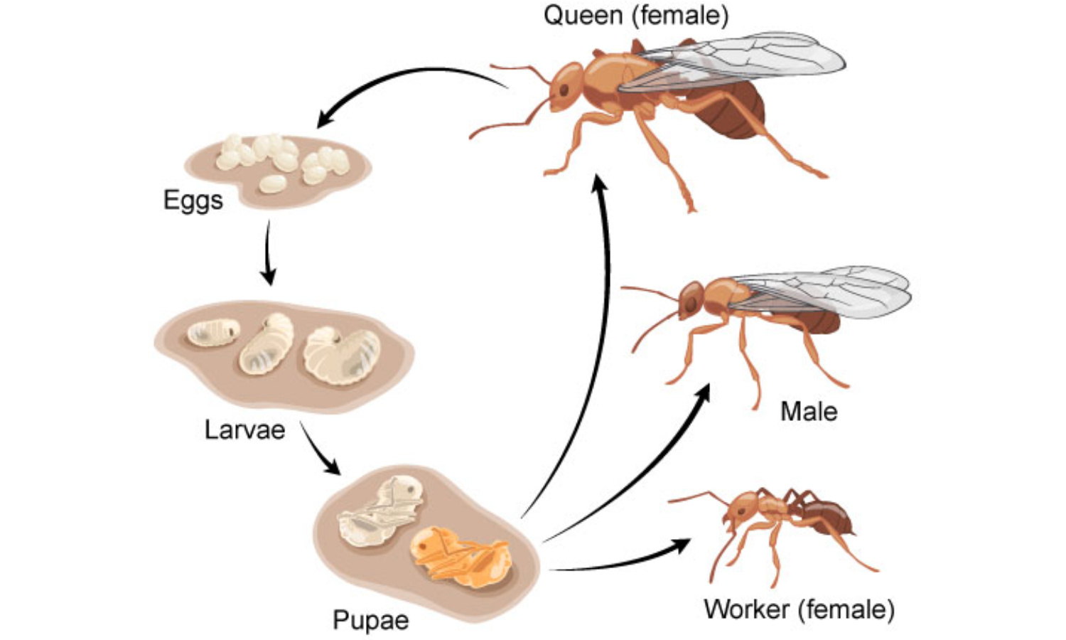 lifecycle-of-ants