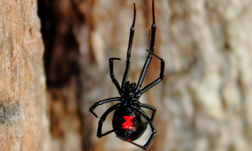 most-venomous-spider