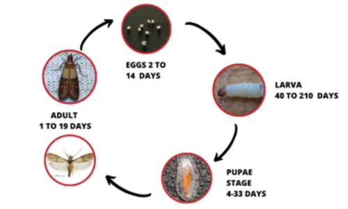 moth-life-cycle