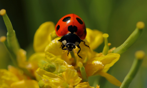 native-lady-beetle-photos