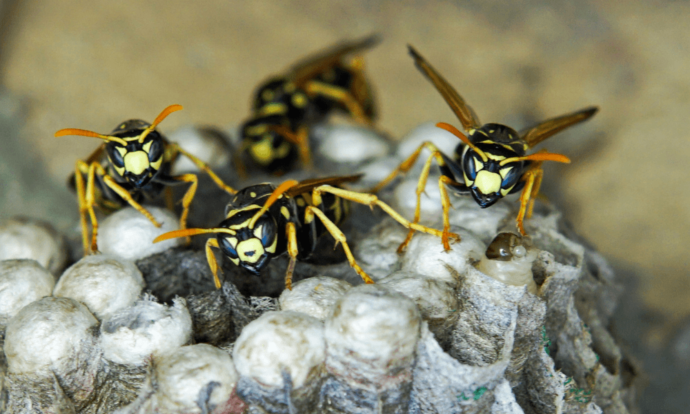 nest-expansion-for-wasps