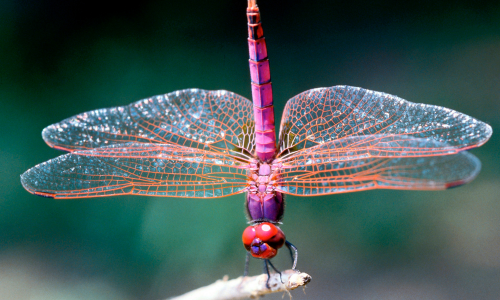 ovipositor seen on dragonfly