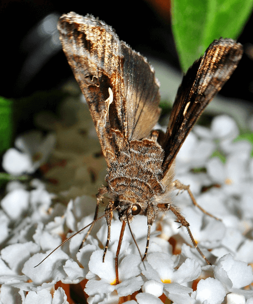 pantry moth