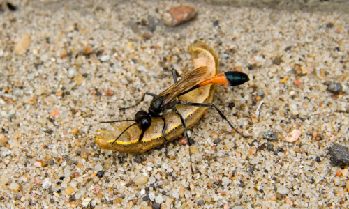 parasitic-wasps