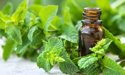 peppermint-essential-oil-for-bug-bites