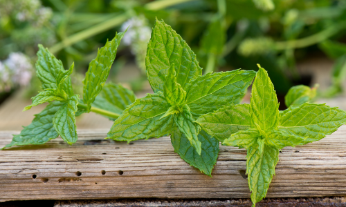 peppermint-oil-include-terpene