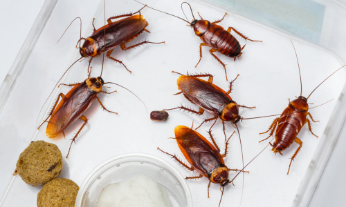 photos-of-cockroaches