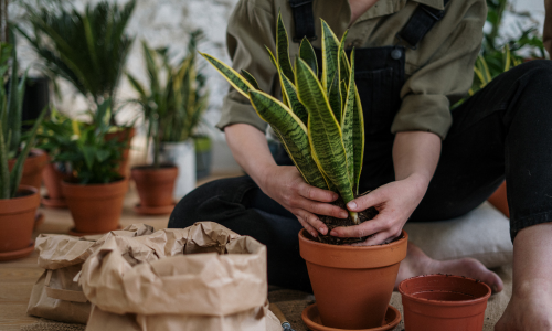 proper-care-for-your-house-plants