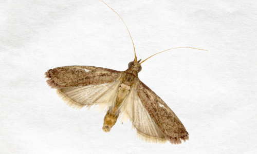 raisin-moth